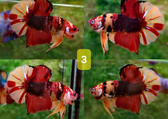 Candy Nemo Halfmoon Plakat Betta Fish | Coburg Aquarium | Shop live fish online | Tropical Fish