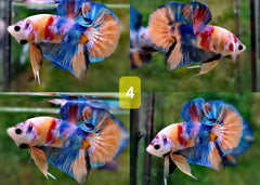 Candy Nemo Halfmoon Plakat Betta Fish | Coburg Aquarium | Shop live fish online | Tropical Fish