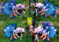 Candy Nemo Halfmoon Plakat Betta Fish | Coburg Aquarium | Shop live fish online | Tropical Fish