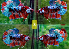 Candy Nemo Halfmoon Plakat Betta Fish | Coburg Aquarium | Shop live fish online | Tropical Fish