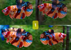 Candy Nemo Halfmoon Plakat Betta Fish | Coburg Aquarium | Shop live fish online | Tropical Fish
