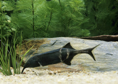 Elephant Nose | Coburg Aquarium | Shop Live Fish