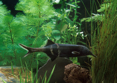 Elephant Nose | Coburg Aquarium | Shop Live Fish