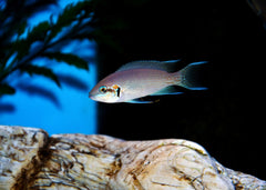 Princess Cichlid | Coburg Aquarium | Shop Live Fish | African Cichlids