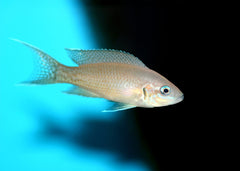 Princess Cichlid | Coburg Aquarium | Shop Live Fish | African Cichlids