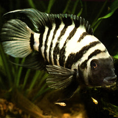 Convict Cichlid | Zebra Cichlid | Live fish online | coburgauqarium.com.au|Aquarium FIsh for sale | Tropicah fish store | Freshwater Fish | Coburg Aquarium
