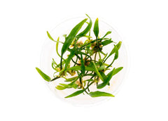 Cryptocoryne Nevelli Tissue Culture