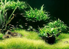 Cryptocoryne Balansae in Mesh Pot