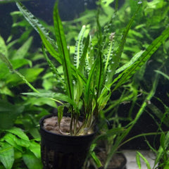Cryptocoryne Balansae in Mesh Pot