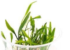 Cryptocoryne Nevelli Tissue Culture