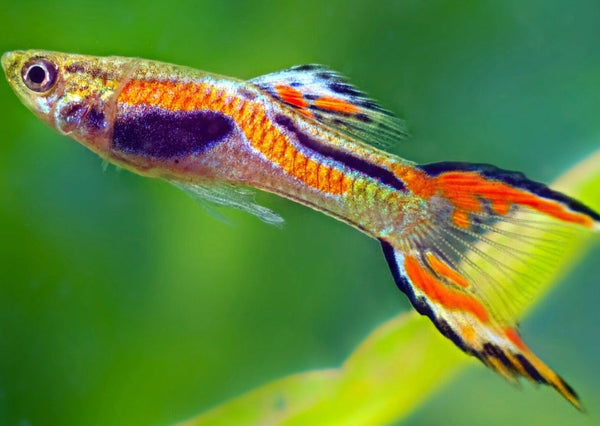 Buy tropical freshwater fish hot sale online