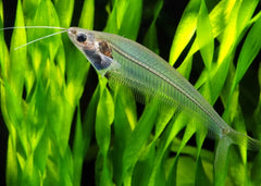 Phantom Glass Catfish - small to medium sized fish ghost like fish with transparent or phantom body 