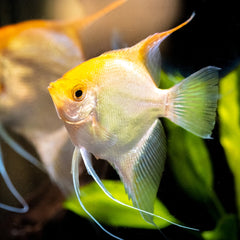 Gold Angelfish Live fish online | coburgauqarium.com.au|Aquarium FIsh for sale | Tropicah fish store | Freshwater Fish | Coburg Aquarium