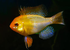 Coburg Aquarium | Gold Ram | Live aquarium fish online