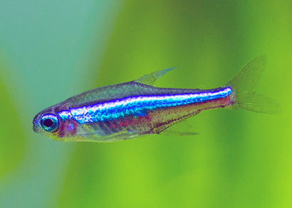 Green neon tetras are small, slender fish with a bright green stripe running along their sides. They have a transparent, iridescent quality to their bodies that makes them very striking in appearance. They have a streamlined shape and are usually about two inches in length.
