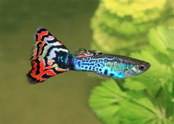 Guppy Male fish with beautiful black and orange stripped tail and gray turquoise body