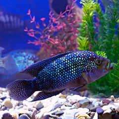 Jack Dempsey Cichlid | Live fish online | coburgauqarium.com.au｜Aquarium FIsh for sale | Tropicah fish store | Freshwater Fish | Coburg Aquarium