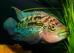 Jack Dempsey Cichlid | Live fish online | coburgauqarium.com.au｜Aquarium FIsh for sale | Tropicah fish store | Freshwater Fish | Coburg Aquarium
