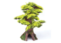 Kazoo - Bonsai Plant