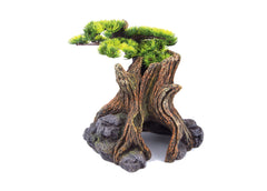 Kazoo - Bonsai Plant