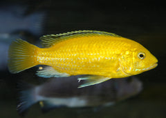 Eletric Yellow Cichlid | African Cichlid  | Live fish or sale| coburgaquarium.com.au | Live Fish in Australia | Tropical Fish | Aquarium FIsh | Freshwater FIsh | Coburg Aquarium