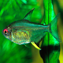 Lemon Tetra | Coburg Aquarium | Live Fish Online Delivery | Tropical fish