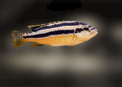 Melanochromis Chipokae | Freshwater FIsh for sale | Buy aquarium Fish | LIve fish | Tropcial fish online| Coburg Aquarium | Cichlid