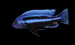 Melanochromis Chipokae | Freshwater FIsh for sale | Buy aquarium Fish | LIve fish | Tropcial fish online| Coburg Aquarium | Cichlid