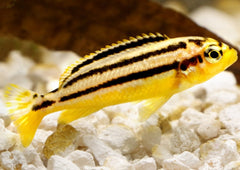 Auratus Cichlid | Melanochromis auratus Live fish online | coburgauqarium.com.au|Aquarium FIsh for sale | Tropicah fish store | Freshwater Fish | Coburg Aquarium