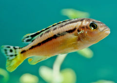 Melanochromis auratus Live fish online | coburgauqarium.com.au|Aquarium FIsh for sale | Tropicah fish store | Freshwater Fish | Coburg Aquarium