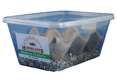 Minibeasts Crickets