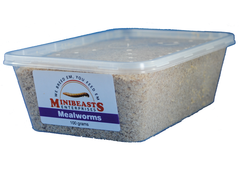 Minibeasts Mealworms