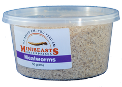Minibeasts Mealworms