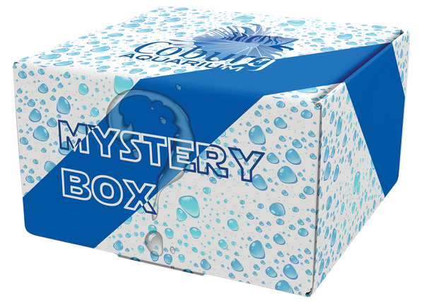 Coburg Aquarium|Shop Live Fish|Goldfish Mystery Box