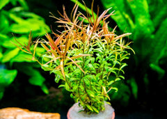 Needle Leaf Ludy