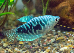 Coburg Aquarium | Opaline Gouramis | Shop freshwater tropical aquarium fish online