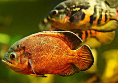 Oscar Cichlid | American Cichlid | Live fish online | coburgauqarium.com.au|Aquarium FIsh for sale | Tropicah fish store | African Cichlid | Freshwater Fish | Coburg Aquarium