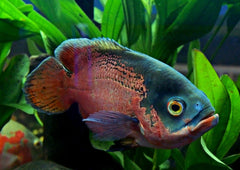 Oscar Cichlid | American Cichlid | Live fish online | coburgauqarium.com.au|Aquarium FIsh for sale | Tropicah fish store | African Cichlid | Freshwater Fish | Coburg Aquarium