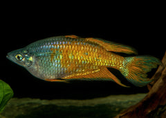 Coburg Aquarium | Parkinsons Rainbowfish - Yellow Form | Shop rainbowfish online