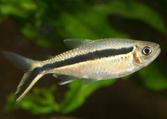 Coburg Aquarium | Live Fish | Penguin Tetra