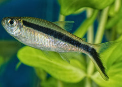 Coburg Aquarium | Live Fish | Penguin Tetra