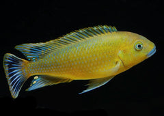 Pseudotropheus Williamsi Blue Lip | African Cichlid | Freshwater FIsh for sale | Buy aquarium Fish | LIve fish | Tropcial fish online| Coburg Aquarium| Dwarf Cichlid