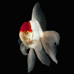 Red Cap Oranda - gold fish looking with a white body and a swelled orange head Oranda | Goldfish for Sale | Goldfish | Coldwater Goldfish | Buy Goldfish Online | Coburg Aquarium | Aquarium Fish for Sale | Buy Goldfish in Australia | coburgaquarium.com.au