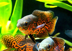 Red Tiger Oscar fish Coburg Aquarium