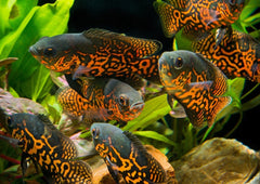 Red Tiger Oscar fish Coburg Aquarium