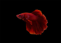 Fighter Male Longfin Red