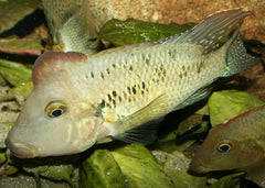 Geophagus Steindachneri Red hump Cichlid | Live fish online | coburgauqarium.com.au|Aquarium FIsh for sale | Tropicah fish store | Freshwater Fish | Coburg Aquarium