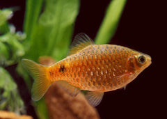 Rosy Barb | Barb Fish for Sale | Live fish online | coburgauqarium.com.au|Aquarium FIsh for sale | Tropicah fish store | Freshwater Fish | Coburg Aquarium