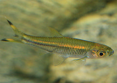 Coburg Aquarium | Scissortail Rasbora | Live fish Online