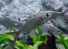 Coburg Aquarium | Live Fish Online | Tarpon Oxeye Herring 